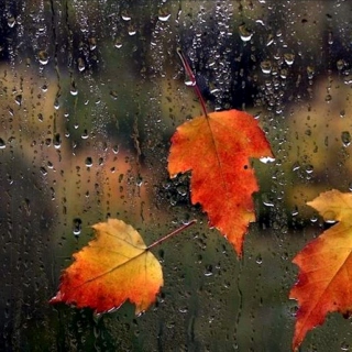 Autumn Rain ♥