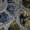 Opalized Ammonite 