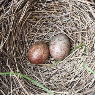 Sparrow's Nest