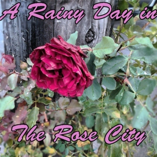 A Rainy Day in The Rose City