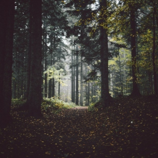 music for witches and walks through forests