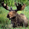 Dancing Elk
