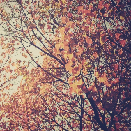 like autumn leaves