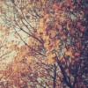 like autumn leaves