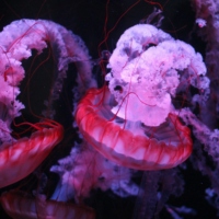 studies for deep sea jellies