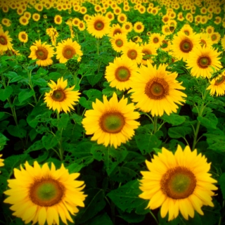 sunflower sounds: part i