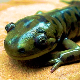 Belmondo's Dirty Salamander