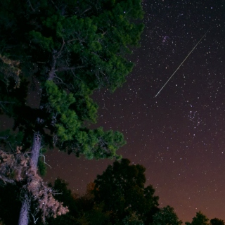 pine tree, shooting star