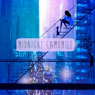 Midnight Camomile