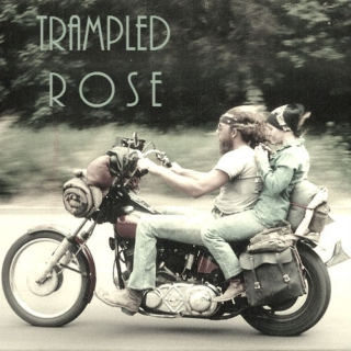 Trampled Rose