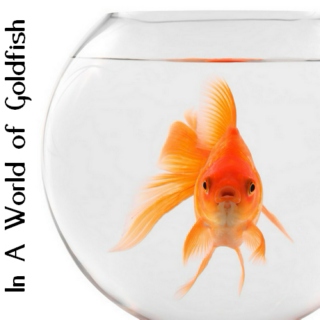 In A World Of Goldfish