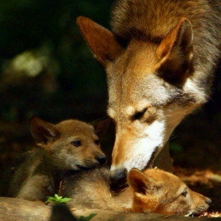 When fox met wolf