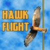Hawk Flight