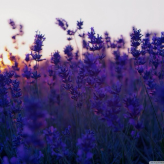 little lavender
