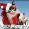 A Very Grumpy Cat Christmas