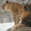 Lions in the snow. Vol. 2