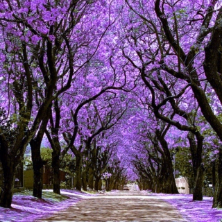 Purple trees and other hallucinations