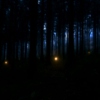 Lights in a misty forest