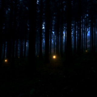 Lights in a misty forest