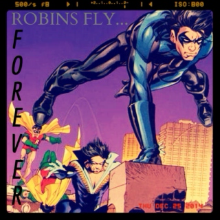 robins fly, forever