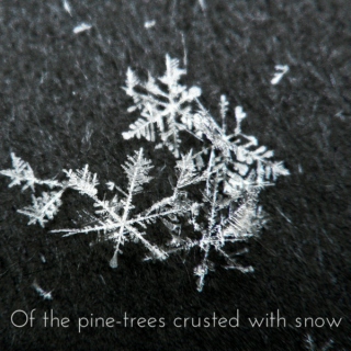 Of the pine-trees crusted with snow