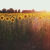 Sunflower Child