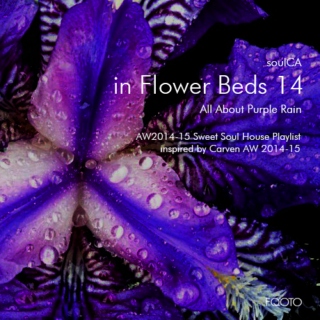 AW 2014-15 #58 in Flower Beds 14 - All About Purple Rain