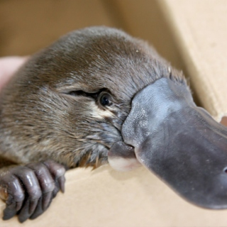 The amazing platypus