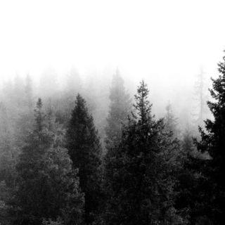 Spleen in a misty forest