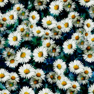 daisies ❀