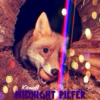 Midnight Pilfer