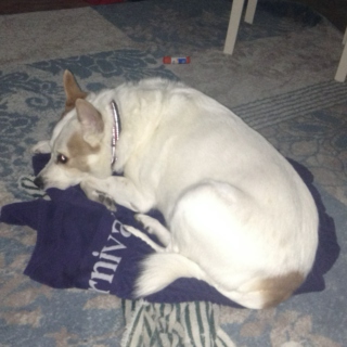 Chloe is Laying On My Towel 