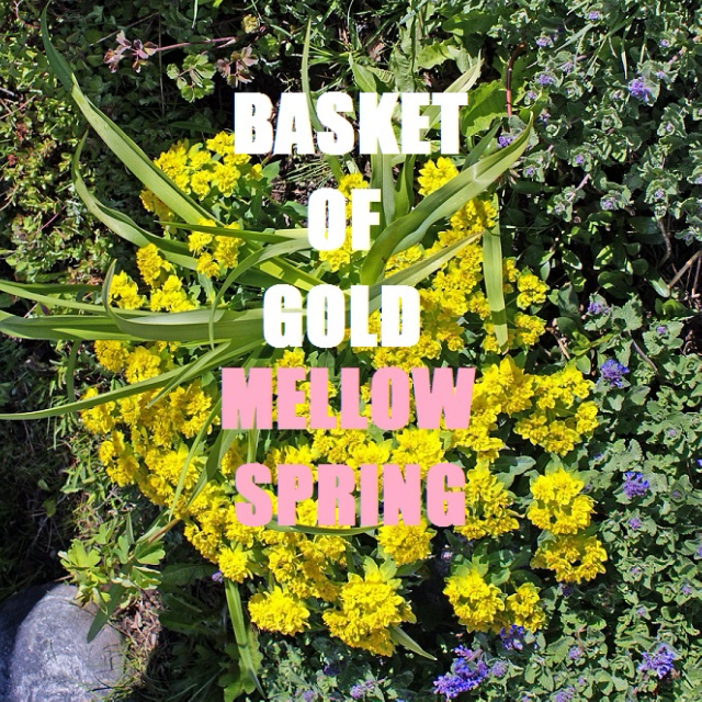 Basket of Gold - Mellow Spring