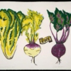 Lettuce Turnip Beets