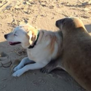 seal and dog