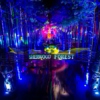 Electric Forest Mix