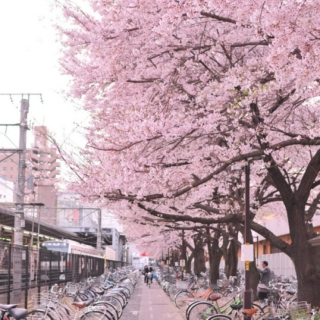 Let's Watch the Cherry Blossoms Together
