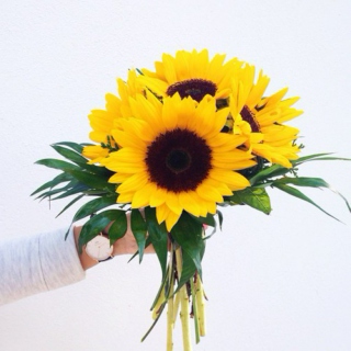 sun, flowers, and sunflowers.