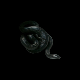 MEOW!: Black Snake (#01.2015)