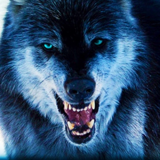 I am the wolf