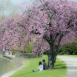 Cherry Blossom Picnic ❀