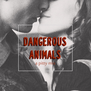 dangerous animals | a pitty mix