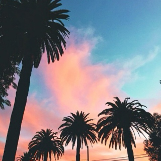 dreamin underneath palm trees