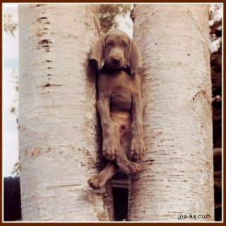 Barking Up The Wrong Tree