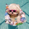 dog having fun in a pool 