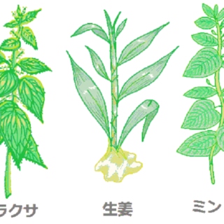 Plantatia