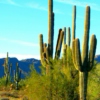 Cactus Grove 