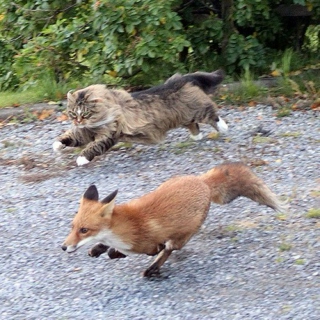 Fox and Cat