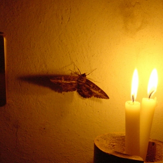 Moth to a Flame