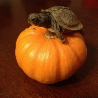 Turtle and Pumpkin <3